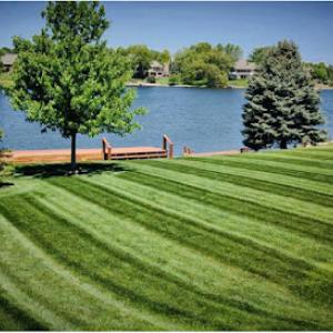 Pro Lawn Tree & Deck Care