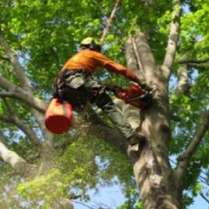 Economy Tree Care