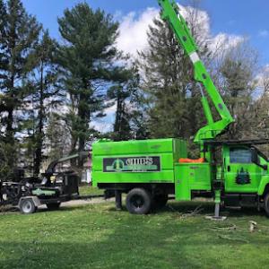 Chip's Tree Service & More