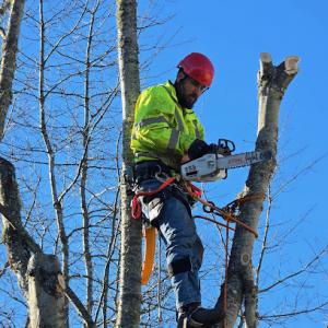 Dream Team Tree Services