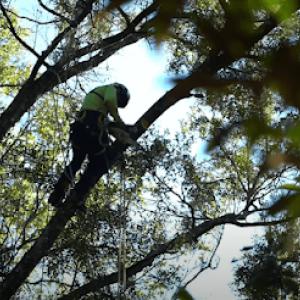 Somerville Tree Service