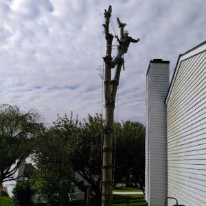 Haga Tree Service