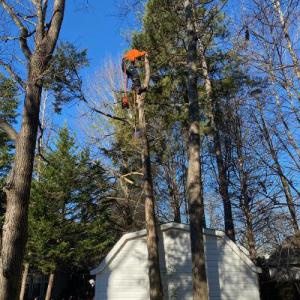 Walker's Tree Service