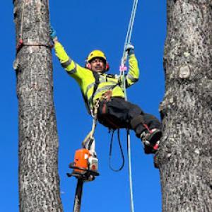 Mathey Tree Care