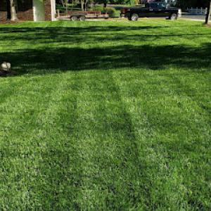 Sow Green Lawn Care