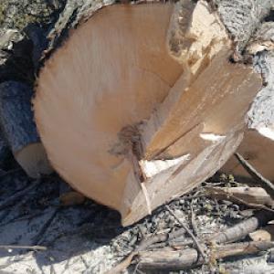 Brigzys Tree Service