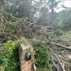 Rosas Tree Service of Berkeley