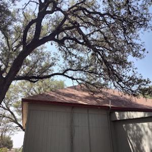 Shady Ash Tree Trimmers