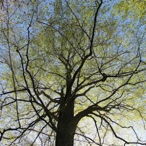 The Forestree Company