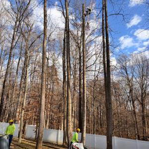 Evergreen Tree Experts