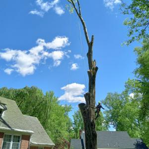 Mariano TREE SERVICES