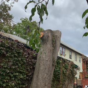 American Eagle Tree Service