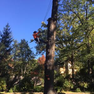Felmar Tree Service