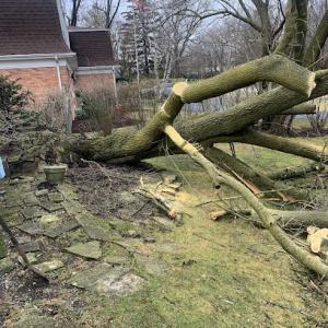 Dans tree care & snow removal