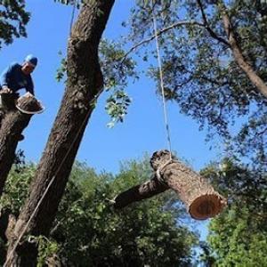 Michael The Tree Cutter Service