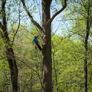 Yanez Tree Service Experts