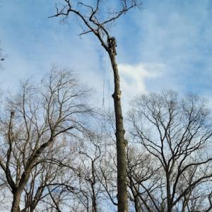 Caleb Zellers Arborist