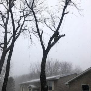Quad Cities Trees & Gutters