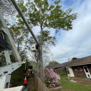 Danny McClain's Tree Care