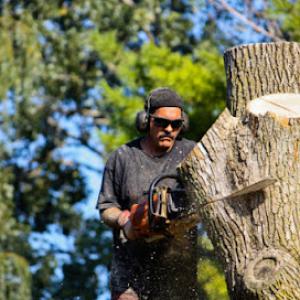 Chuckwood Tree Service