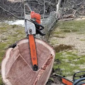 All Pro Able Tree & Timber