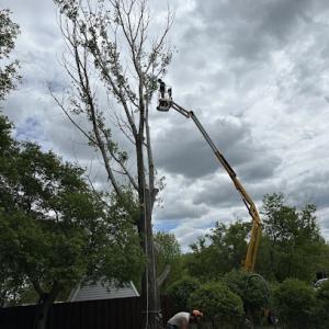 Forde Tree Service
