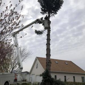 Beaver Creek Tree Service