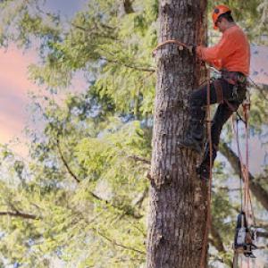 JJs Family Tree Service