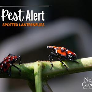 NexGreen Lawn Tree & Exterior Pest Control