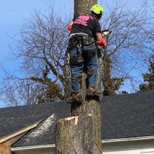 Tree Fell-ows & Stumps