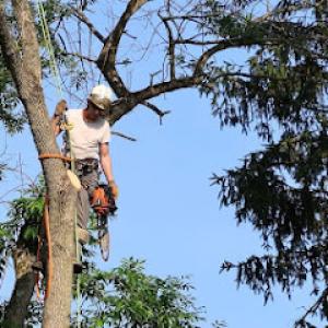 Arch Tree Service