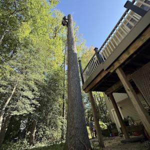 Wrigley's Tree Service