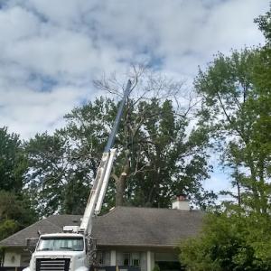 Leon's Tree Service