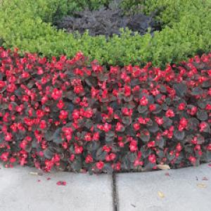 Greenleaf Landscaping & Maintenance