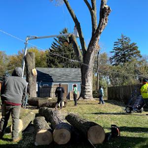 La Brothers Tree Service