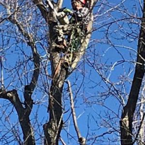 Quality Tree Care 4 Less