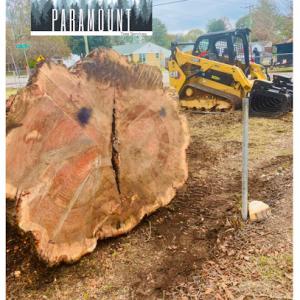 Paramount Tree Services