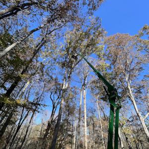 Gray Beard Tree Service