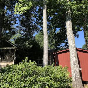 Open Canopy Tree Service