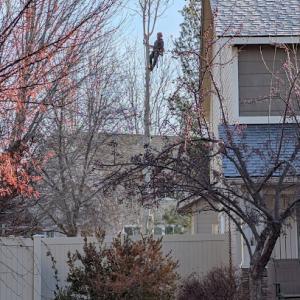 Skyline Tree Service