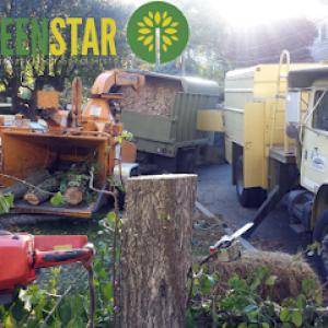 Greenstar Tree