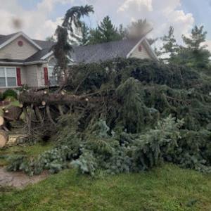 Mangram Tree Service