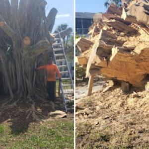 darinel's tree service more