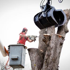Tree Service Sarasota