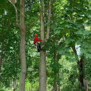 Top Climber Tree Service