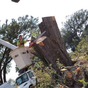 A Better Cut Tree Service