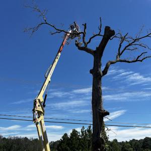 Carr’s Lawn service