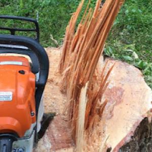 Hub City Tree & Preservation