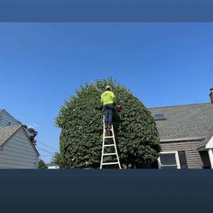 Benjamin Tree Services
