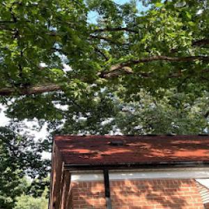 Ivan's Tree Services